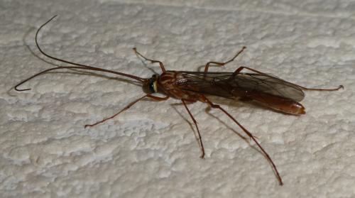 Réf. 217 120 : Ophion obscuratus